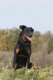 BEAUCERON 333